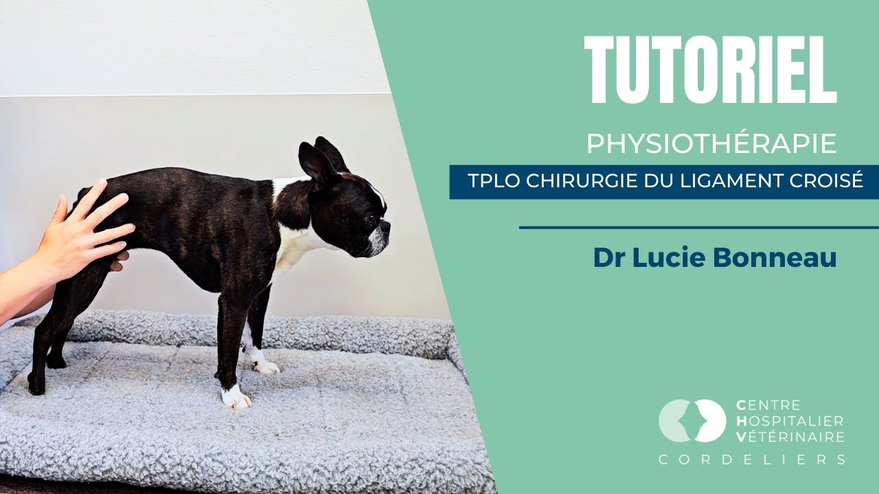 Physiothérapie pour TPLO