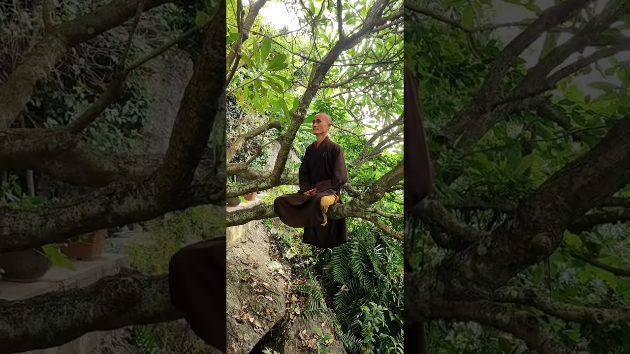 thầy ngồi thiền trên cây ung dung tự tại