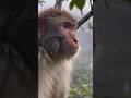 Lonely Monkey Watching the Rainy Mountain Forest 🌧️🐒 #Monkey #RainyForest #NatureLife
