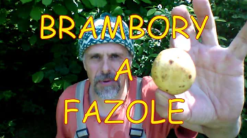 Kdy se fazolová semena objevila?