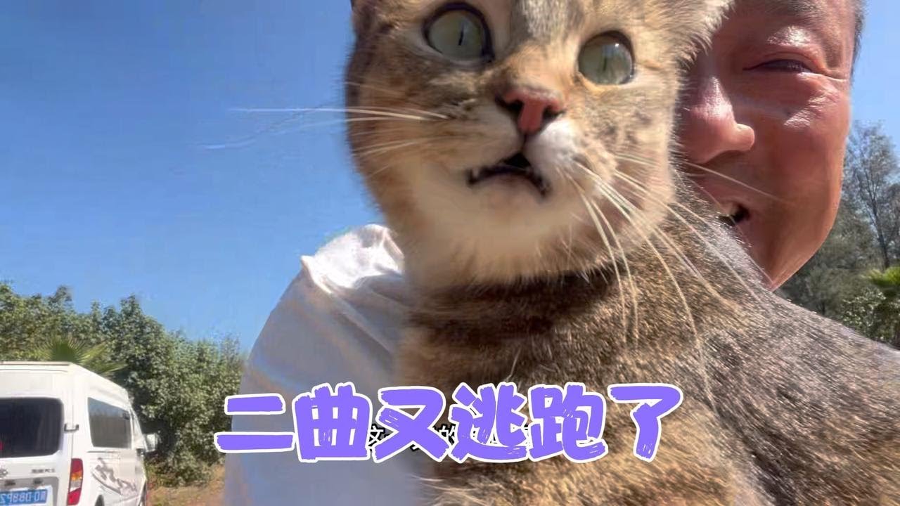 大班和三孩告诉姥爷二曲逃跑了，99没听明白继续干活