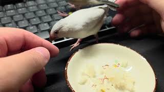 Java finches and leftover rice (Day 68)