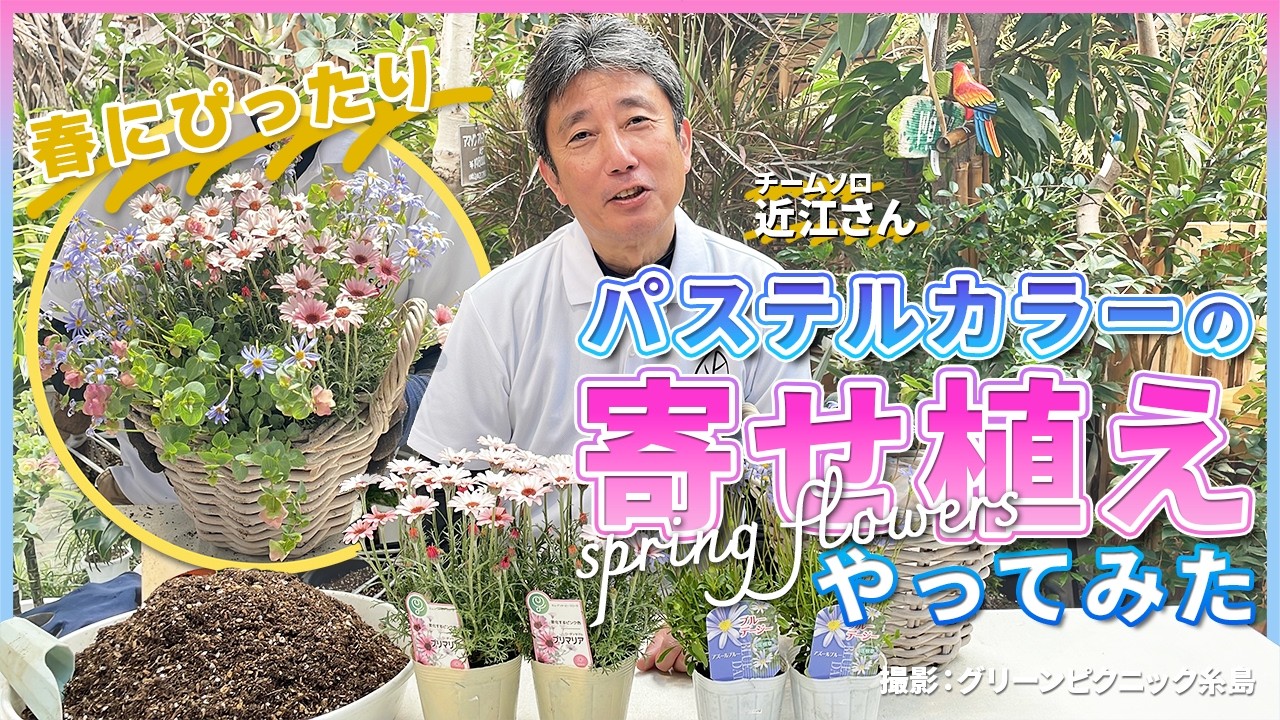 パステルカラーの寄せ植え