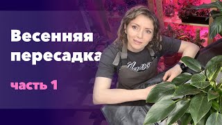 Большая пересадка комнатных растений (1 часть)