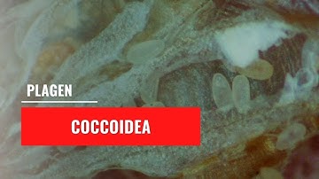 Dopluis nimfen - Coccoidea | Plagen