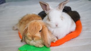 Baby Bunny Update | 6-week-old Holland Lop Bunnies! 🐰💚