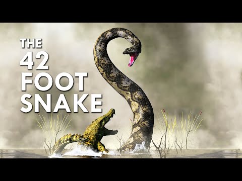 Titanoboa: The 42