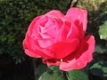 How to prune a Rose bush to encourage more blooms How to prune a Rose bush to encourage more blooms