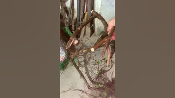 Ai chốt cây Sim và Quẫy trâu rừng sđt 0793215680