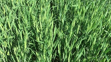 How to Time your Fungicide Application for Fusarium Head Blight in Wheat