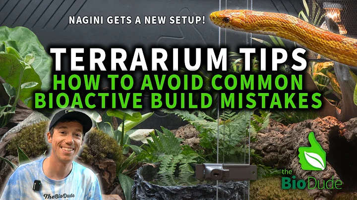Terrarium Tips: Avoiding Common Build Mistakes + Bioactive Cornsnake Terrarium Build