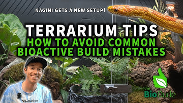 Terrarium Tips: Avoiding Common Build Mistakes + Bioactive Cornsnake Terrarium Build
