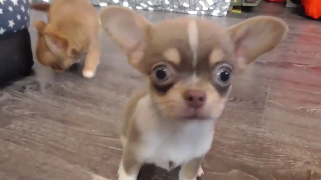 Чихуахуа мини 2 месяца. Чихуахуа мини 2 месяца. Чихуахуа мини. Чихуахуа мини кутенок. Щенки чихуахуа 2 мес.