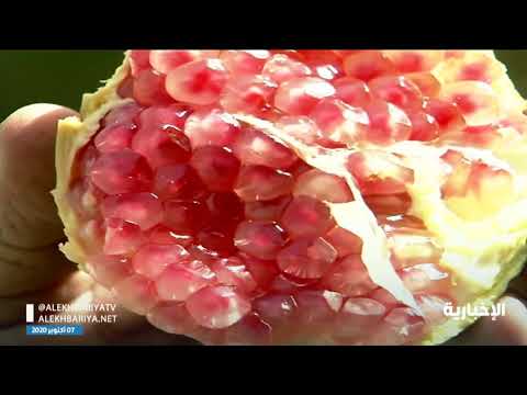 زراعة الرمان في الباحة من أقدم مصادر الدخل في المنطقة
