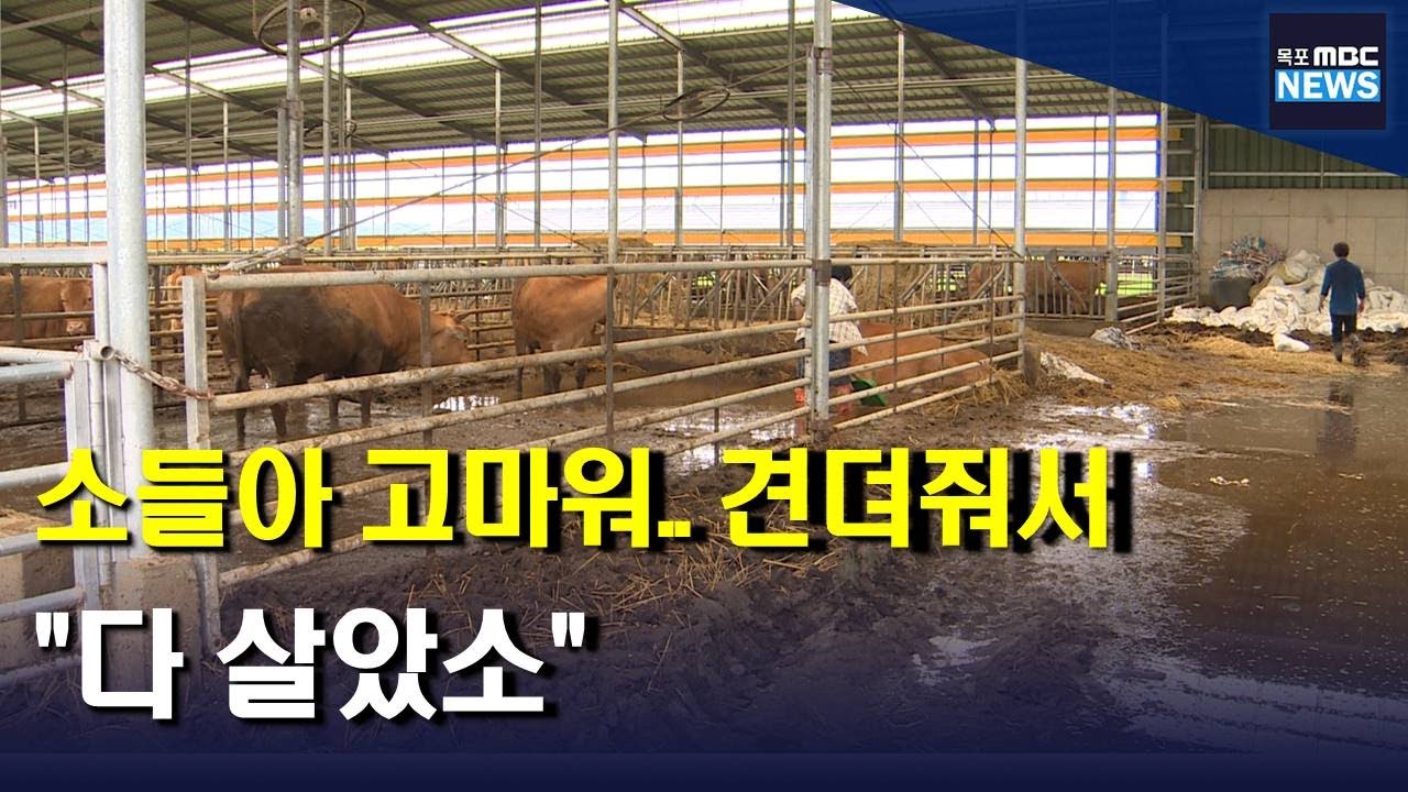 축사 침수로 갇혔던 소 200마리