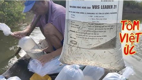 Thả tôm Sú giống Việt Úc trong vuông tôm Rừng ngập mặn Năm Căn Cà Mau