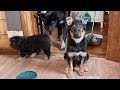 Шенки из приюта Дина и Кнопа знакомятся со взрослыми собаками и ищут дом в Новосибирске