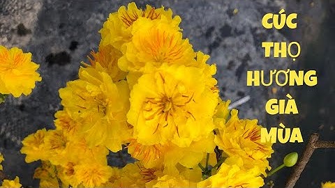 Siêu bông sài gòn cúc thọ hương chuẩn giống chơi tết 0941488772 ngày 14.1.2024