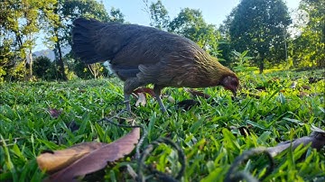 เสียงไก่ป่าตัวเมีย,Suab poj qaib see cuab tuaj zoo heev