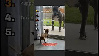 Ranking Funniest Dog Moments Part 2 🐶😂 #ranking #funny #funnyanimals #viral