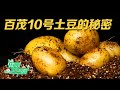 每亩地可产五吨！百茂10号土豆养殖技术详解：一定要把握最佳播种期，不同生长周施肥也很有讲究！|「田园帮帮团」20231026