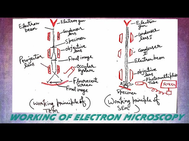 Working of electron microscopy | Procedure | Steps | SEM | TEM | Principle | Notes