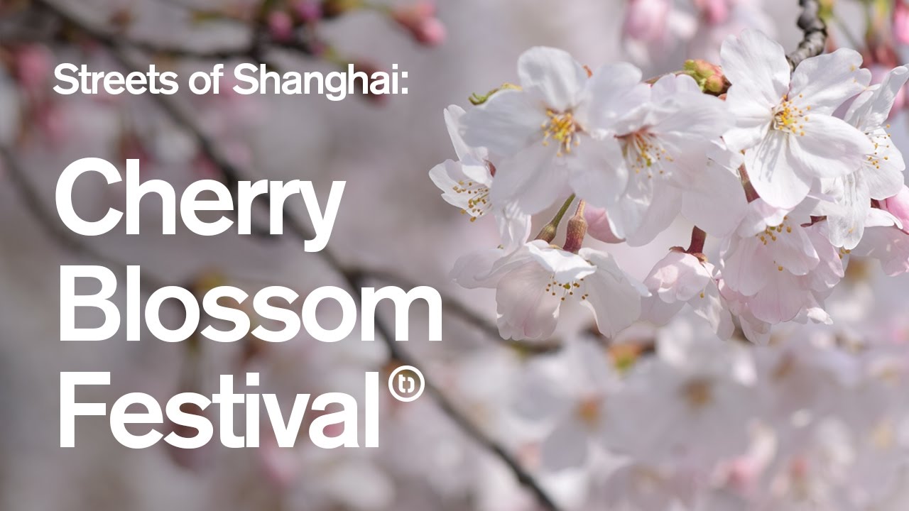 Cherry Blossom Festival Streets of Shanghai YouTube