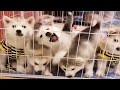 The Cutest Husky Compilation of 2020 [Funny Pets]