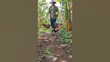 gà rừng mã vàng cực xong.qaib qus daj kub tiag tiag