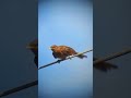 That was FAST...!  #birds #nature #turdus