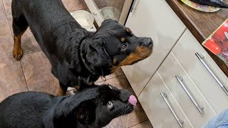 Venza Rottweiler is visiting Luna the pantera. The hospitable Black Leopard