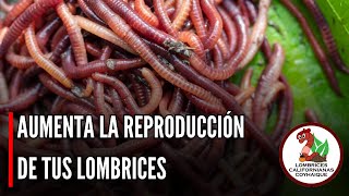 ¿COMO AUMENTAR LA REPRODUCCIÓN DE MIS LOMBRICES?