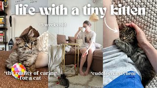 My first week of being a KITTEN MOM 🐱 *anxiety, cat proofing, LOTS of cuddles*