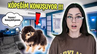 KÖPEĞİM LUİ KONUŞMAYA BAŞLADI | EYLÜL LAL