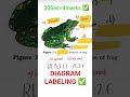 Can You Pass This Frog Anatomy Quiz? 🐸