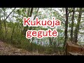 kukuoja gegute - STARt