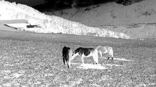 Cobi's Death - Feel Your Magnificence