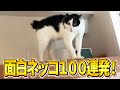 【だ、誰やあんた！！→飼い主忘れんなｗ】ツッコミどころ満載な猫のおもしろ動画100連発！（しゃべる、子猫、かわいい）
