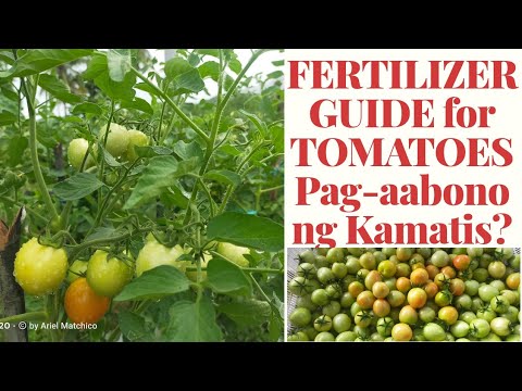 Video: Paano At Kung Ano Ang Pataba Ng Mga Kamatis