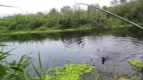 câu cá lóc rừng U Minh Thượng lên hàng 1 chổ 2 con lóc đen @giangngofising