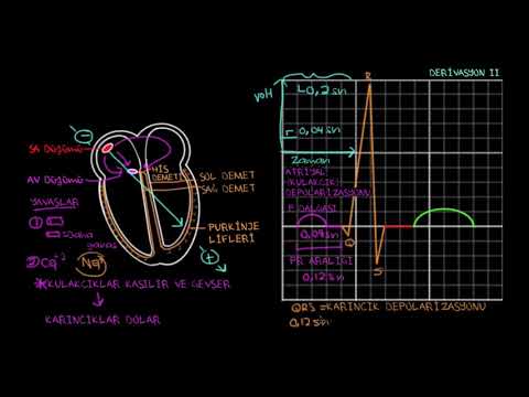 EKG’de Normal Sinüs Ritmi (Fen Bilimleri) (Sağlık ve Tıp)