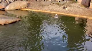 swimming pelican