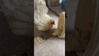 NUOVA CASA PER I PULCINI  #pulcini   #chicks #lacasadeipiccolianimali #gallinelle
