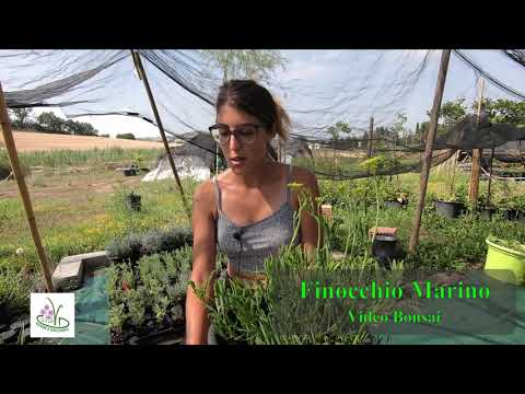 Video: Usi del finocchio marino nei giardini - Come coltivare piante di finocchio marino