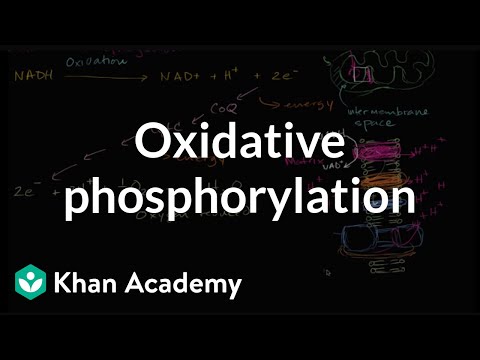 Video: Vad är oxidativ fosforylering och var sker den?
