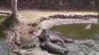Crocodile feeding at la vanille nature park mauritius