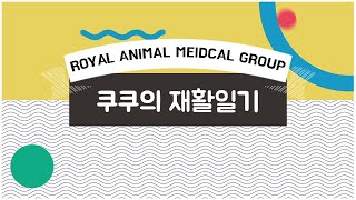 RAMG - 반려동물 재활일기 - 쿠쿠편 (강아지 흉요추디스크 IVDD)