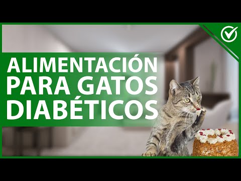 Video: Alimentando al gato diabético