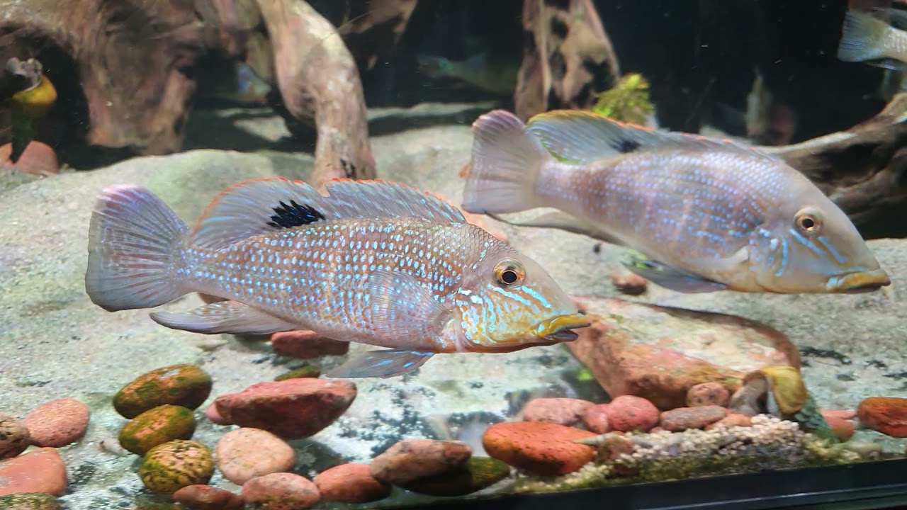 Retroculus laptifer with eggs