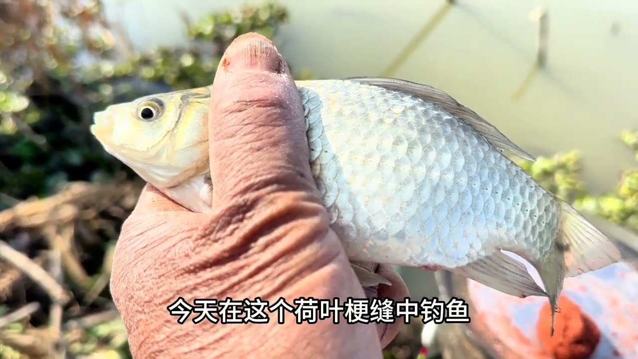 随手荷叶缝中打个隔夜窝，大小鲫鱼连杆钓爆盆··· #聚鱼多 #方块饵 #钓鱼王地狱猫 #鱼栖林极轻小综合 #小综合钓起大鱼莸